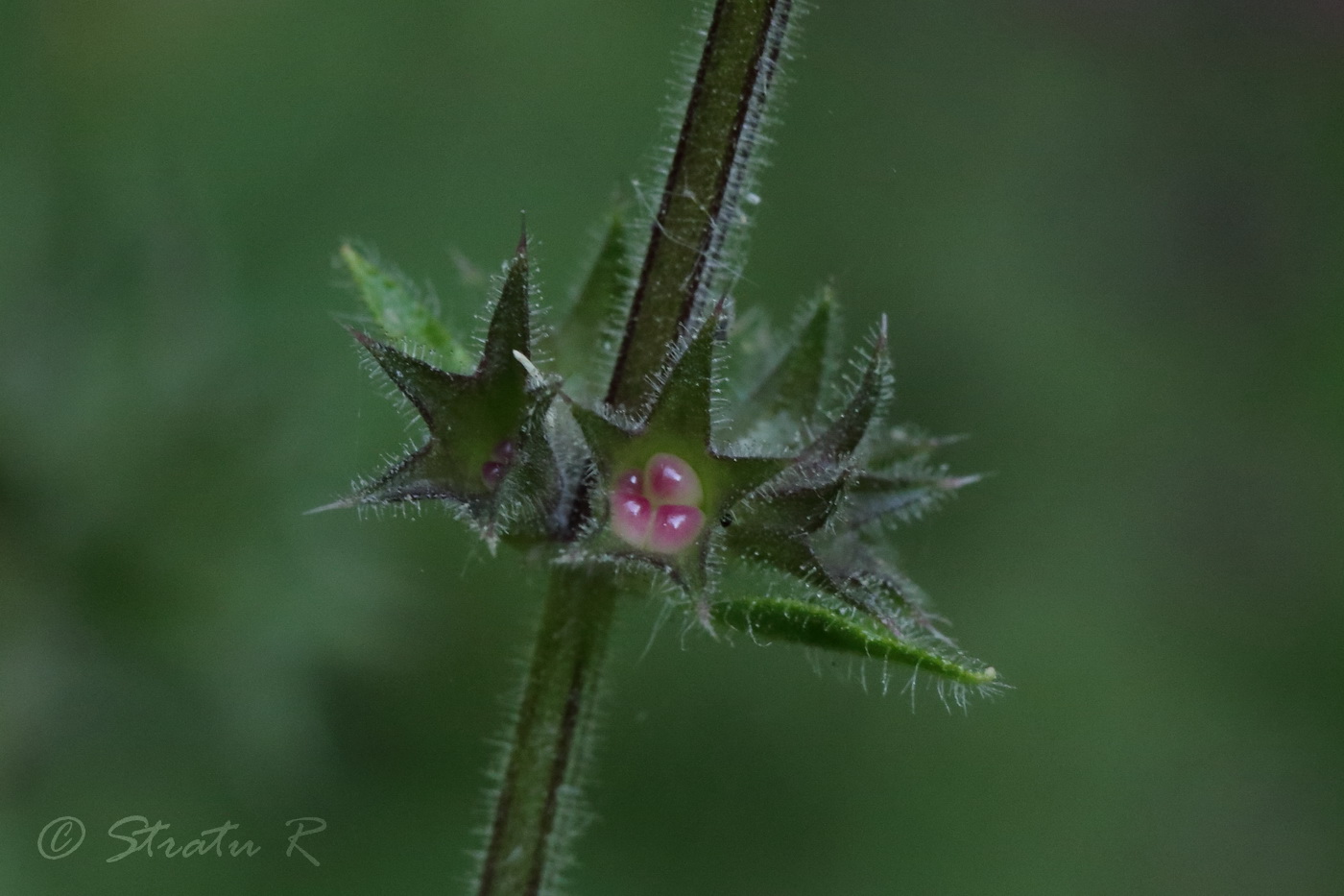 Image of Stachys sylvatica specimen.