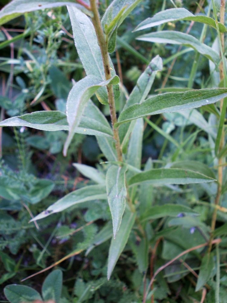 Image of Inula salicina specimen.