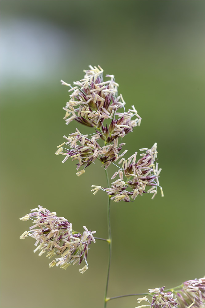 Image of Dactylis glomerata specimen.