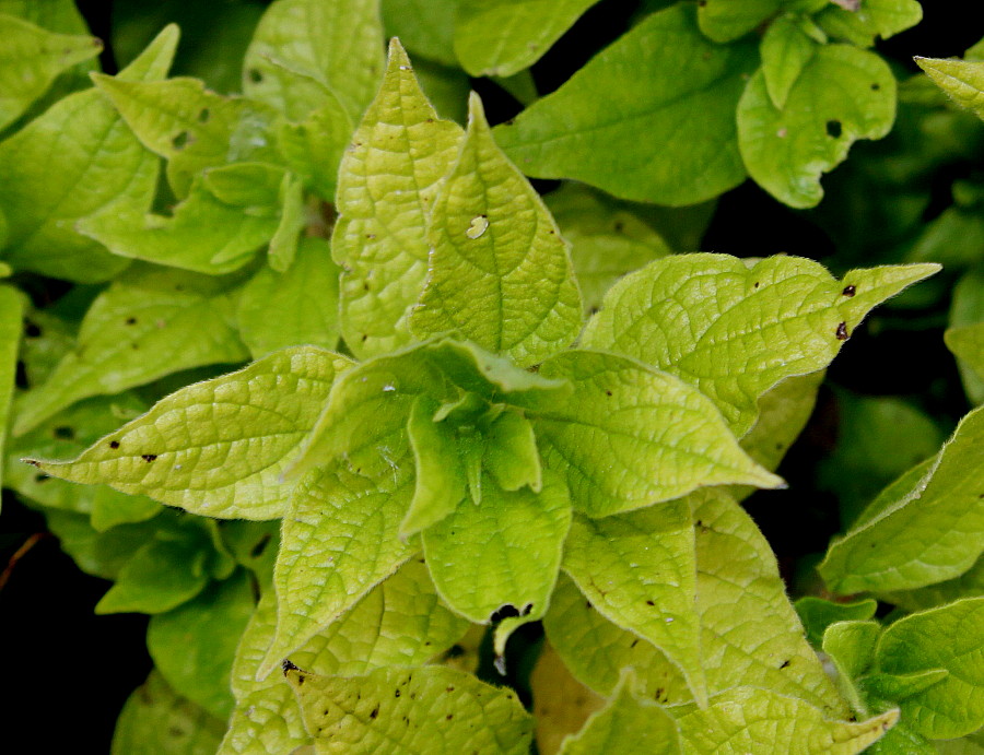 Image of Parietaria officinalis specimen.