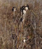 Platycodon grandiflorus. Верхняя часть растения с сухими коробочками. Амурская обл., в ~ 40 км севернее Благовещенска, подножие холма. 01.10.2014.