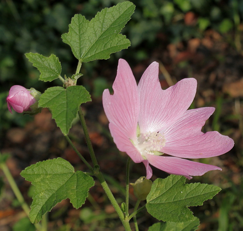 Image of Malva thuringiaca specimen.