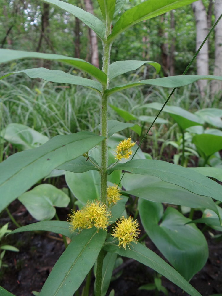 Изображение особи Naumburgia thyrsiflora.