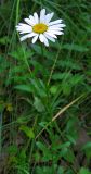 Leucanthemum ircutianum