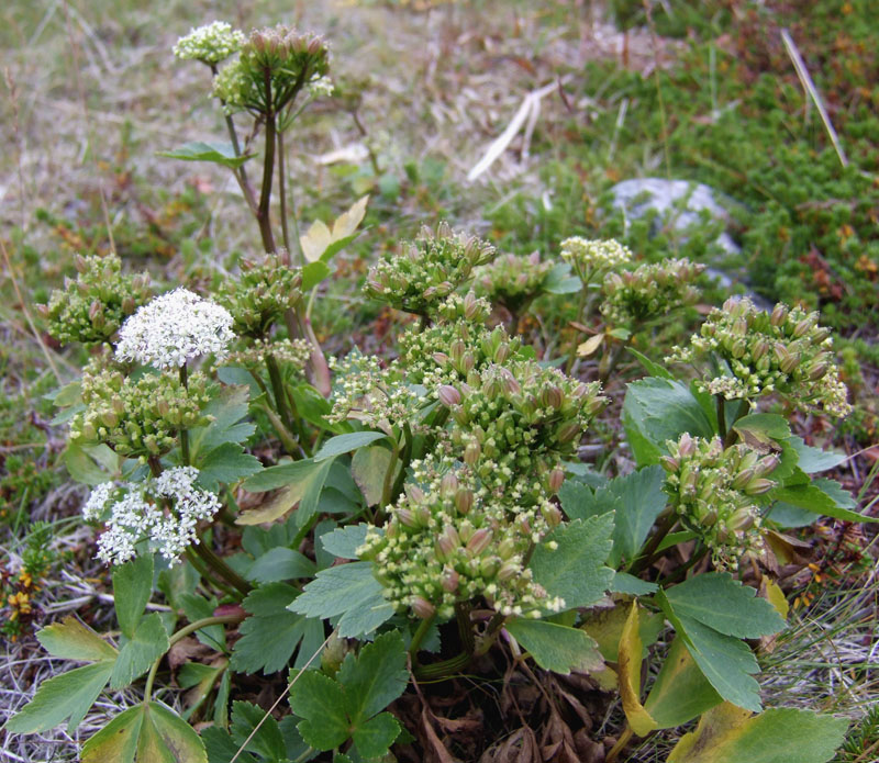 Image of Ligusticum scoticum specimen.