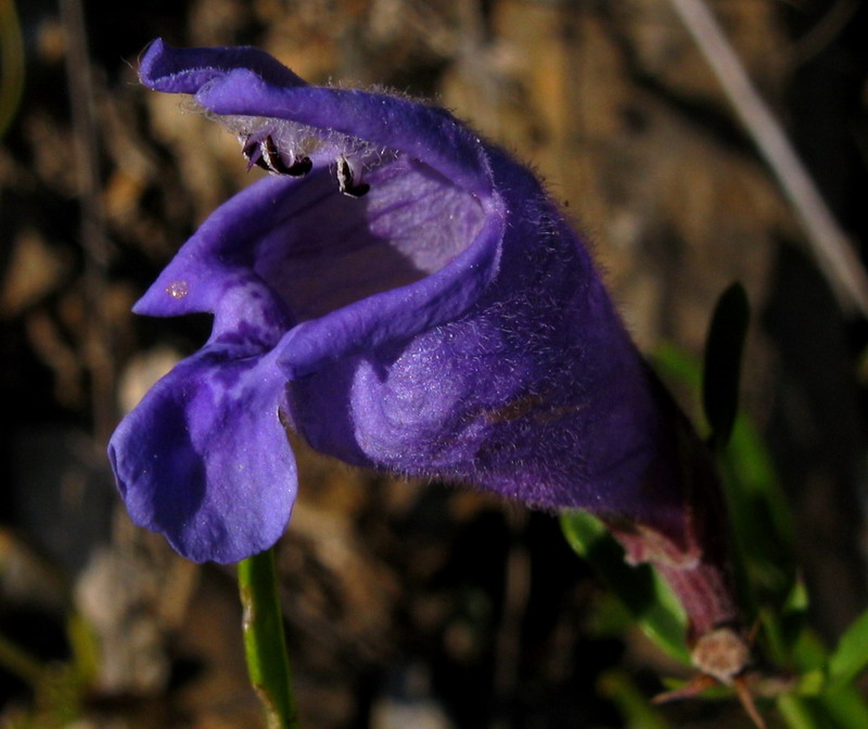 Image of Dracocephalum peregrinum specimen.