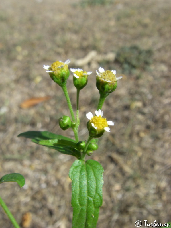 Изображение особи Galinsoga parviflora.