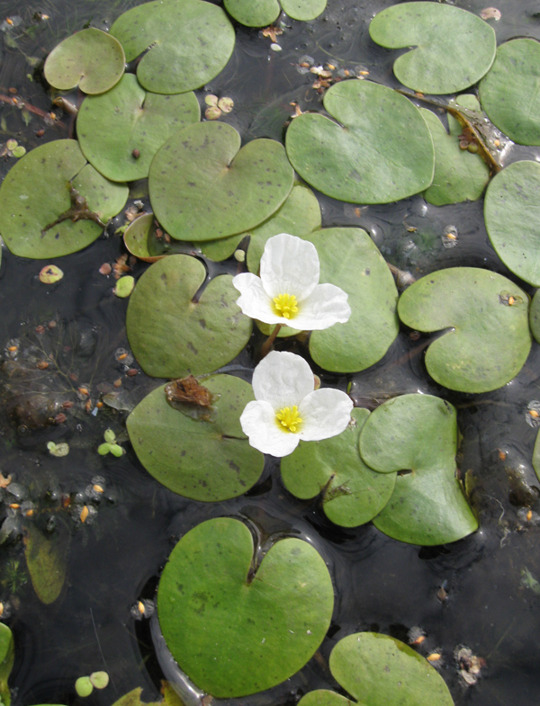 Изображение особи Hydrocharis morsus-ranae.