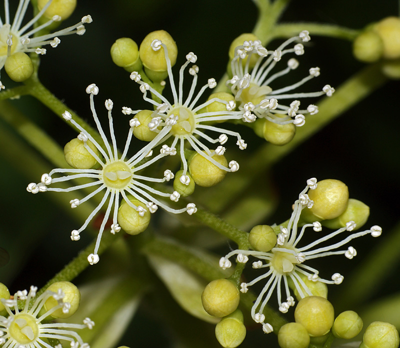 Image of Hydrangea petiolaris specimen.