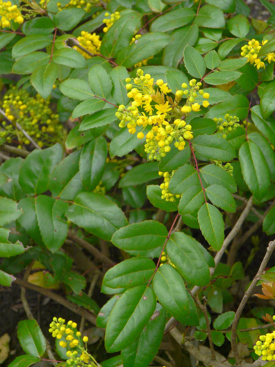 Image of Mahonia aquifolium specimen.