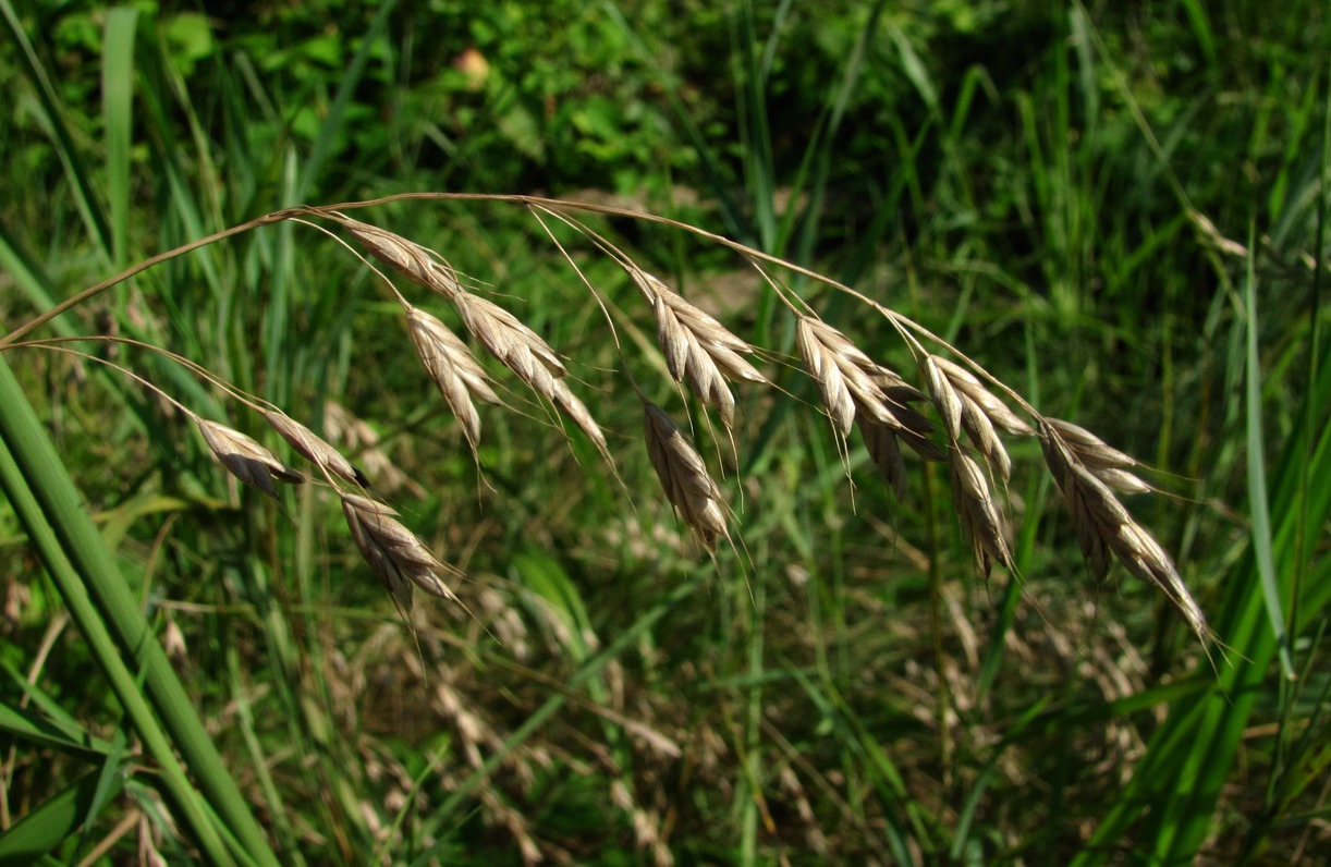 Трава костер. Bromus commutatus. Bromus commutatus Schrad. - Костёр переменчивый. Рудеральные злаки. Шуя, растен. Овесец, Козляк, Bromus selicanus.