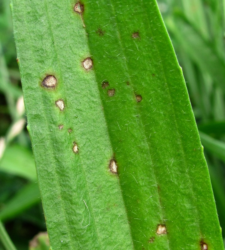 Image of Plantago lanceolata specimen.