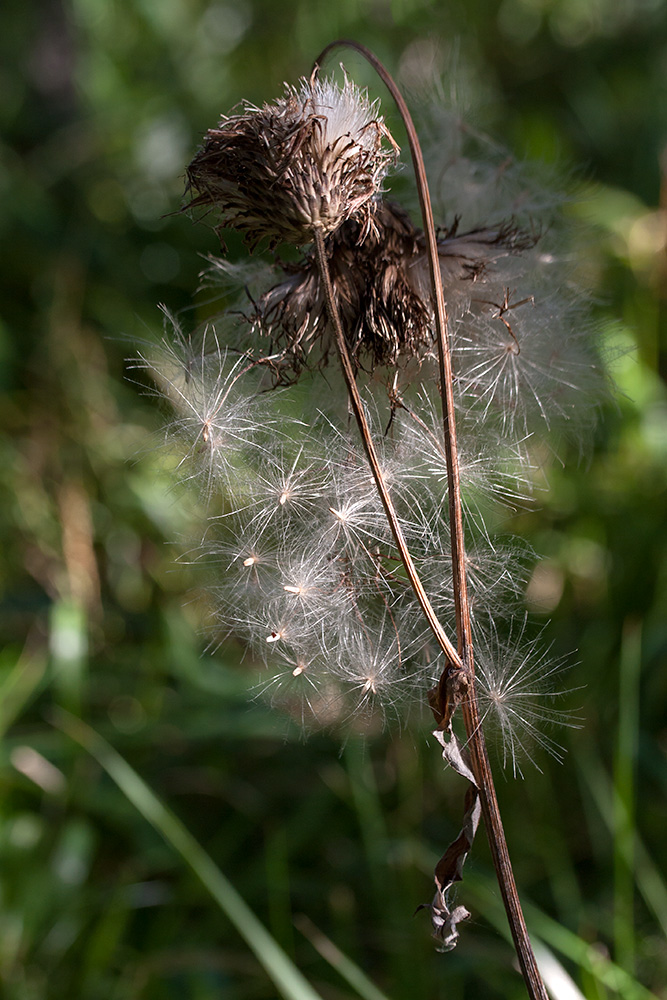 Изображение особи Cirsium heterophyllum.