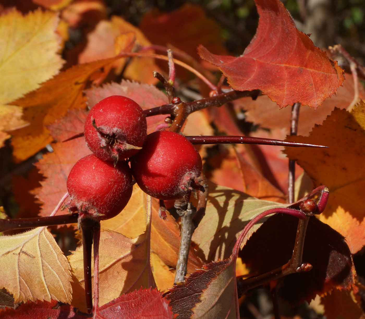 Image of Crataegus mollis specimen.