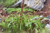 Rumex pseudonatronatus. Розетка прикорневых листьев. Карелия, Лоухский р-н, окр. пос. Чкаловский, берег Белого моря, каменистая супралитораль. 16.06.2015.