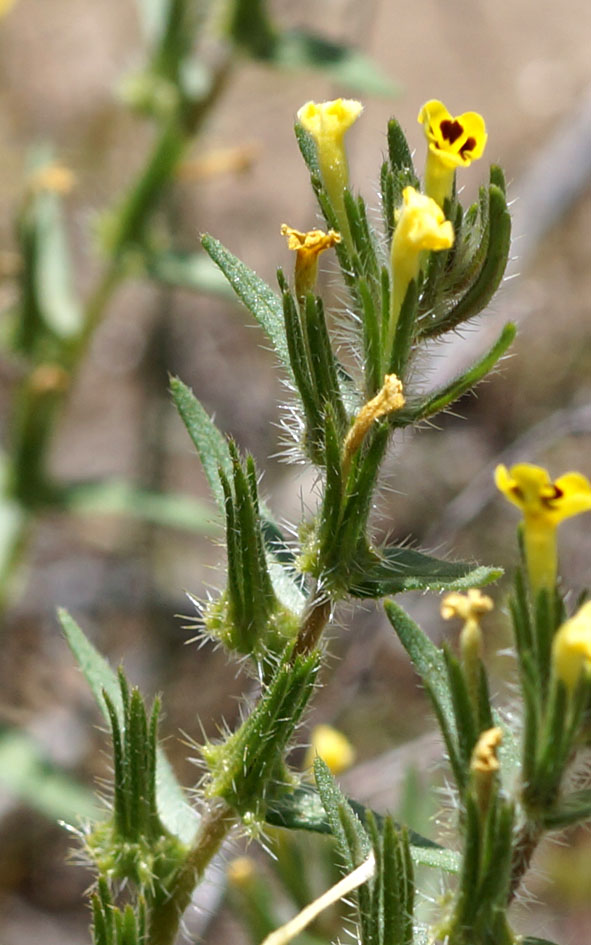 Image of Arnebia coerulea specimen.