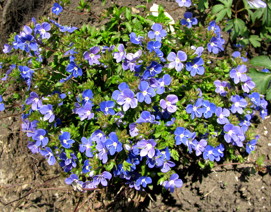 Image of Veronica umbrosa specimen.