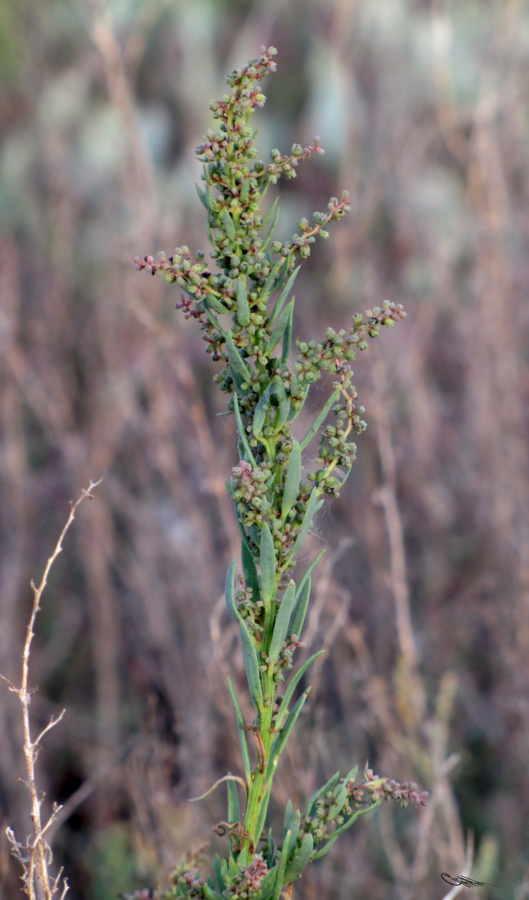 Image of Suaeda linifolia specimen.