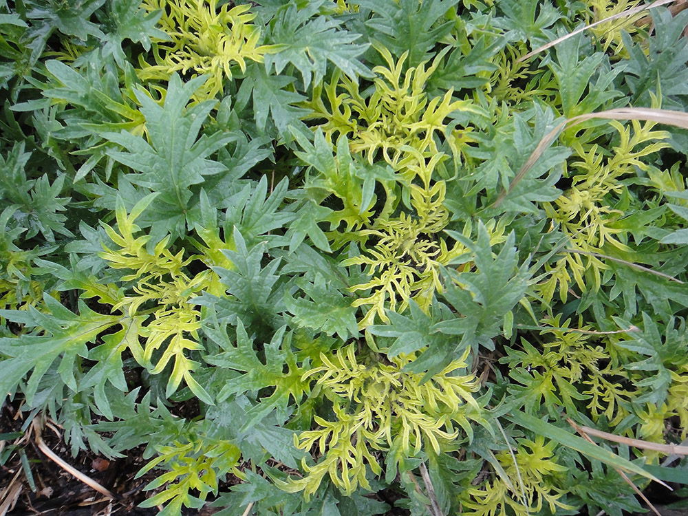 Image of Urtica cannabina specimen.