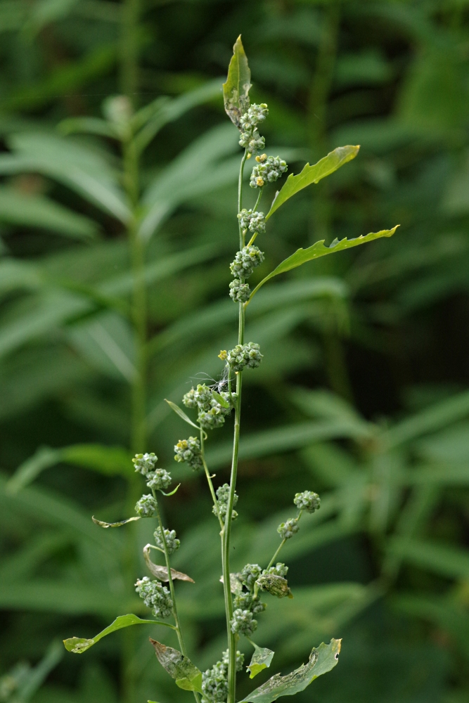 Изображение особи Chenopodium album.