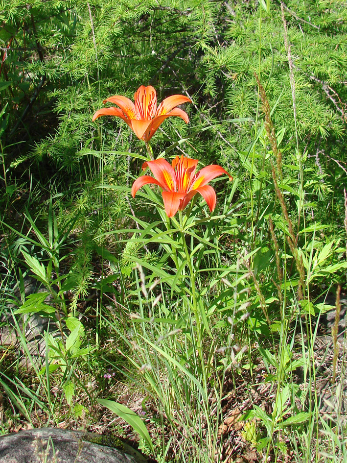 Image of Lilium pensylvanicum specimen.