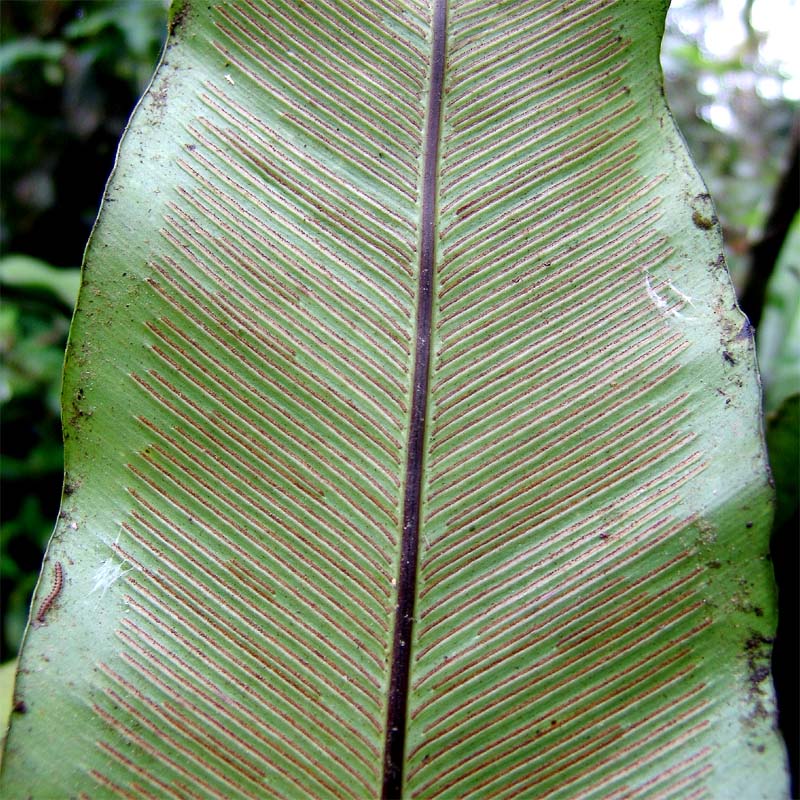 Image of Asplenium nidus specimen.