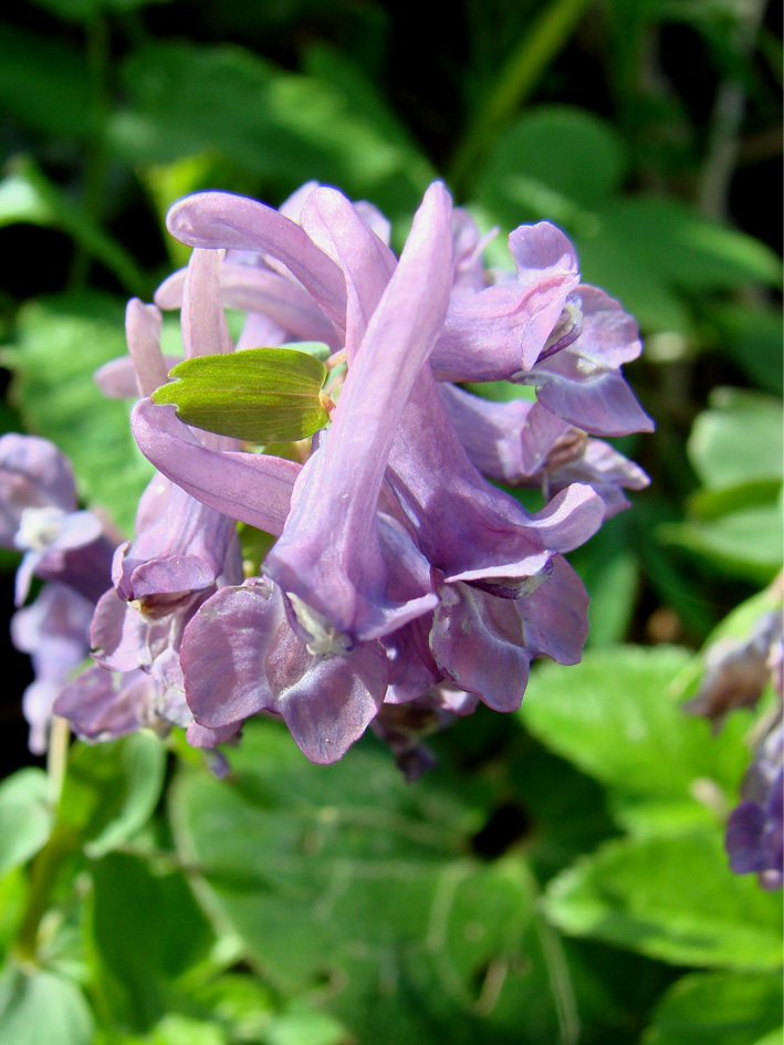 Image of Corydalis solida specimen.