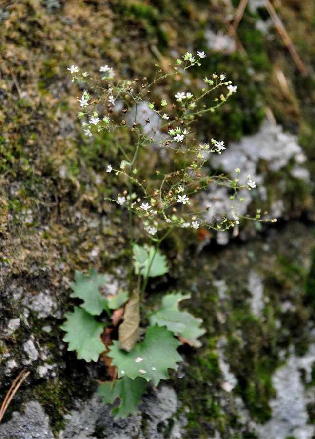 Image of Micranthes oblongifolia specimen.