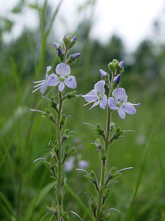 Image of Veronica officinalis specimen.