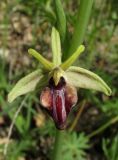 Ophrys mammosa. Цветок. Крым, Бахчисарайский р-н, гора Бакла, разреженный дубовый лес. 1 мая 2016 г.