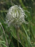 Clematis integrifolia. Созревающий плод. Курская обл., Горшеченский р-н, окр. дер. Кунье, степь на склоне балки. 06.07.2014.