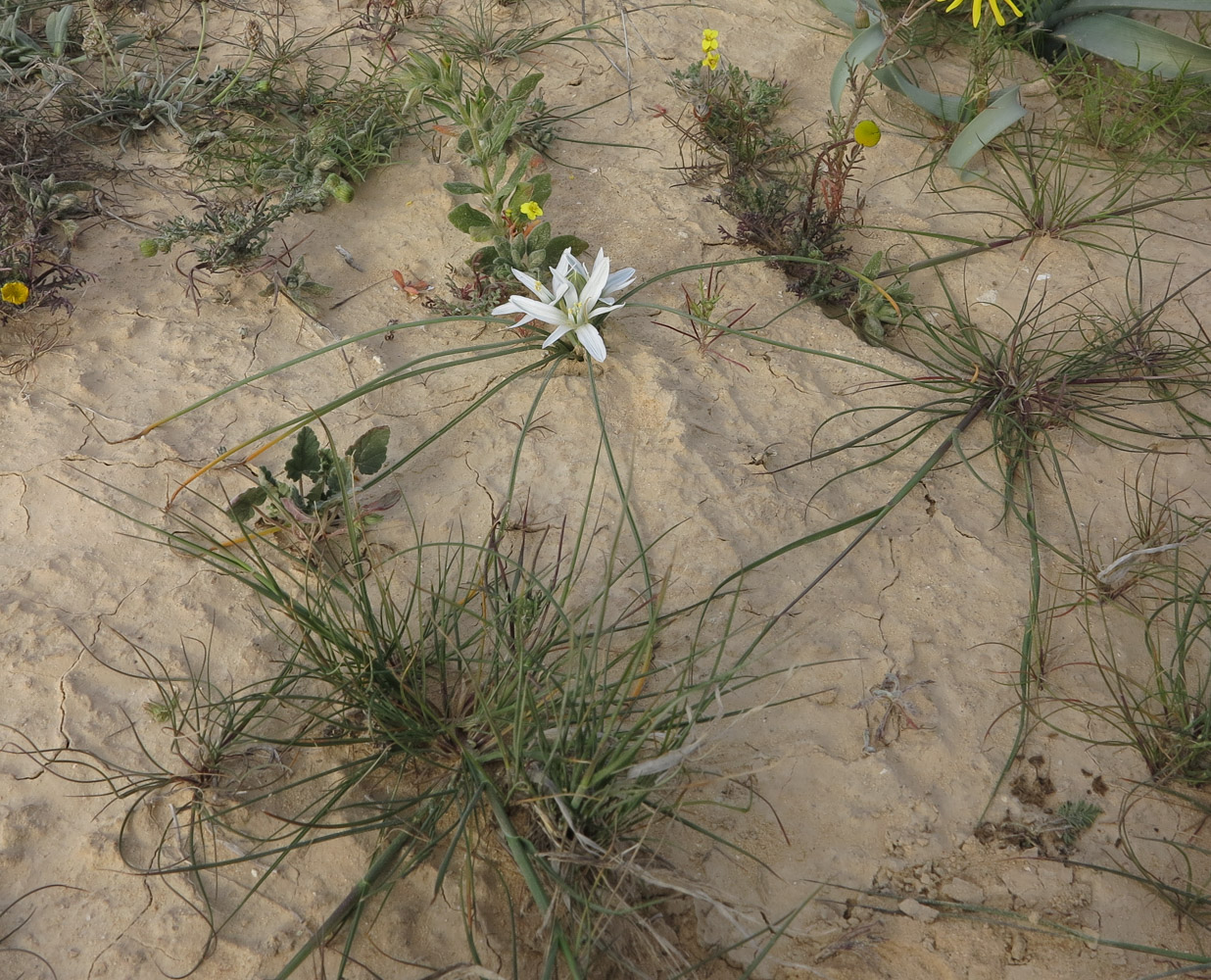 Изображение особи Ornithogalum trichophyllum.