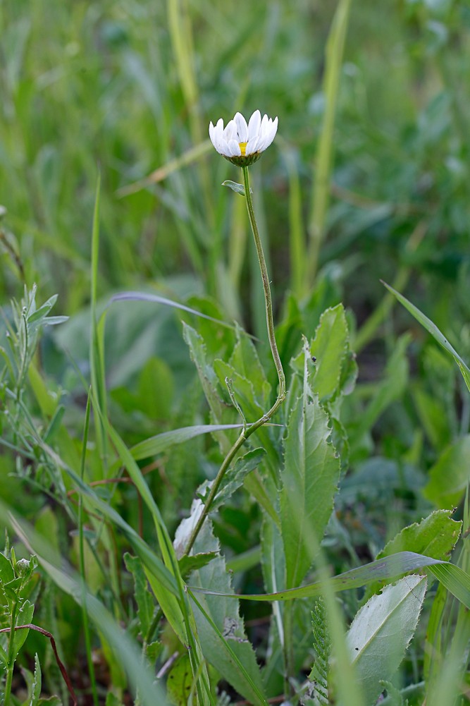 Image of Leucanthemum ircutianum specimen.