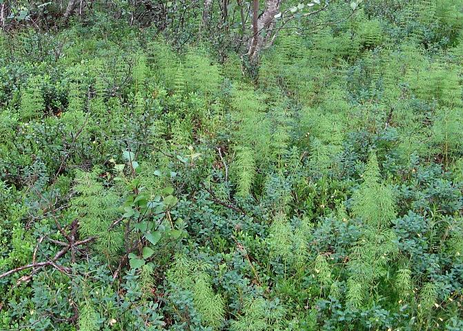 Изображение особи Equisetum sylvaticum.