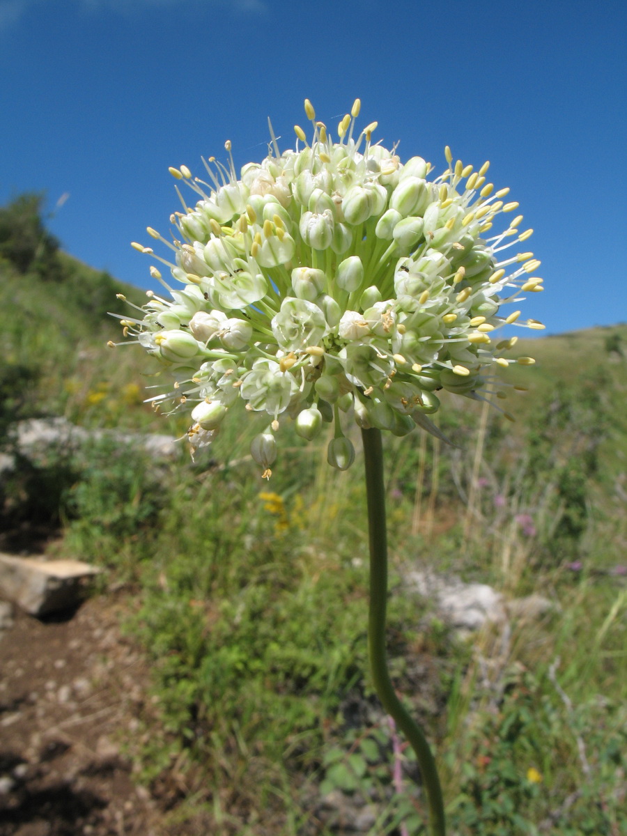 Image of Allium drobovii specimen.