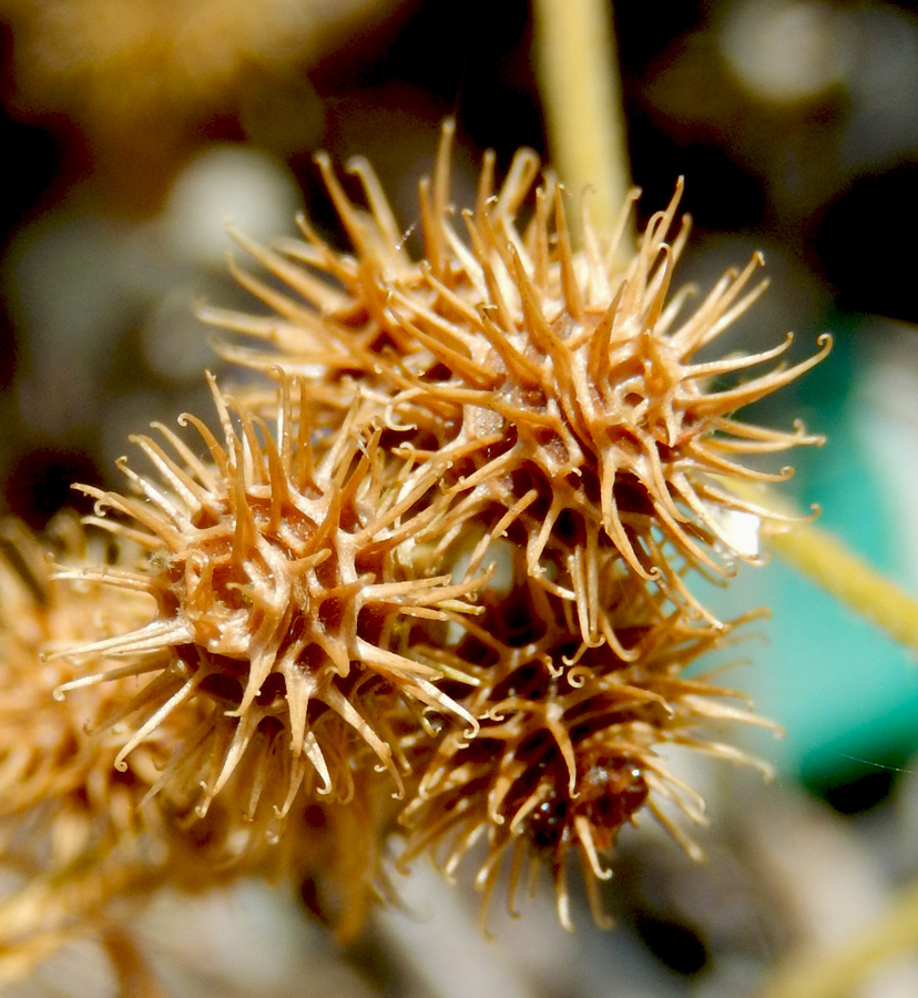 Image of Medicago minima specimen.