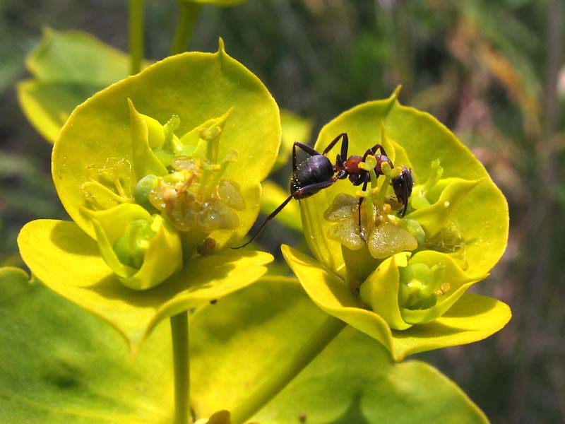 Image of Euphorbia stepposa specimen.