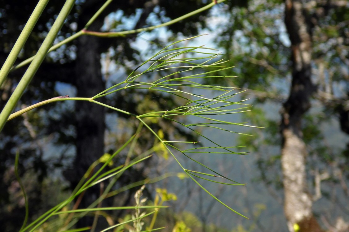 Image of genus Peucedanum specimen.