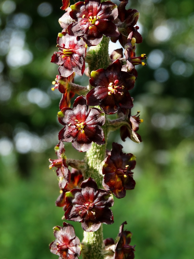 Image of Veratrum ussuriense specimen.