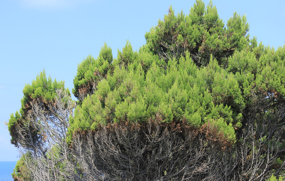 Image of Juniperus excelsa specimen.