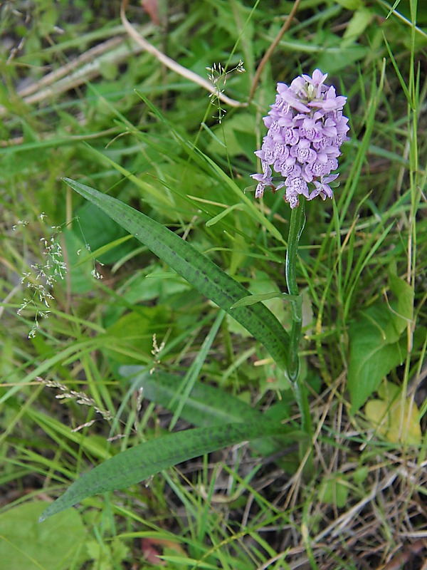 Image of Dactylorhiza baltica specimen.