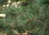 Pinus peuce