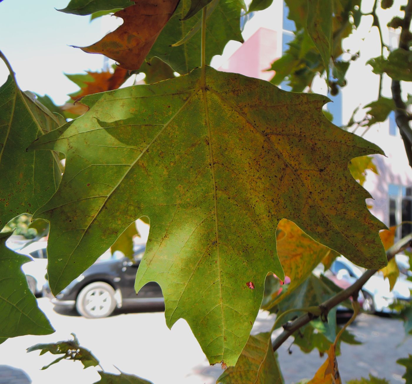 Изображение особи Platanus orientalis.