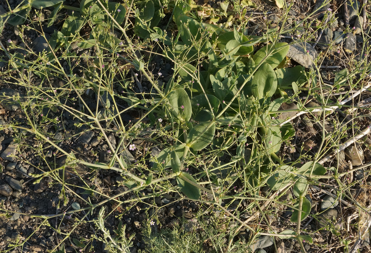 Image of Gypsophila perfoliata specimen.