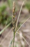 Elytrigia lolioides