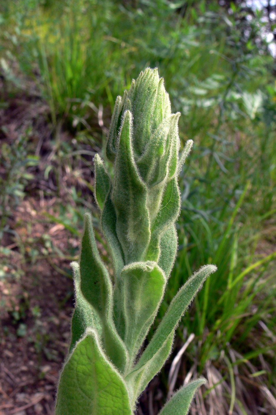 Изображение особи Verbascum thapsus.