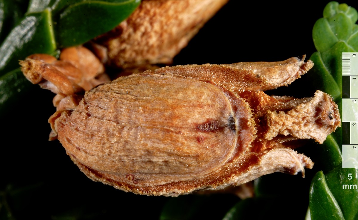 Image of Thuja koraiensis specimen.