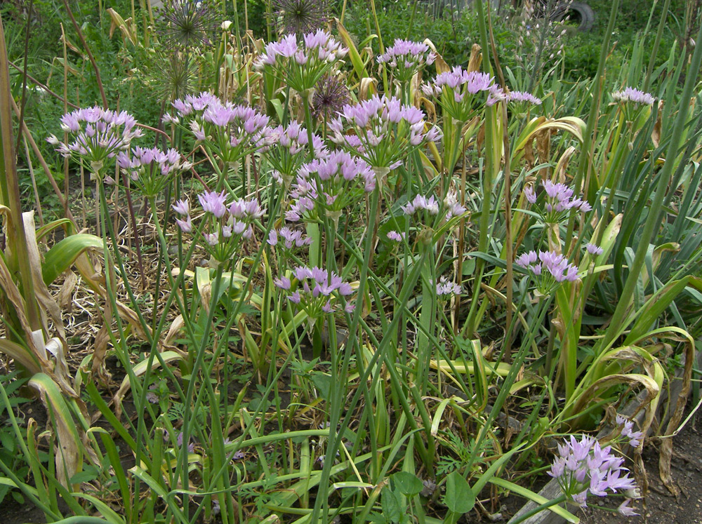 Image of Allium unifolium specimen.