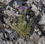 Dianthus gracilis