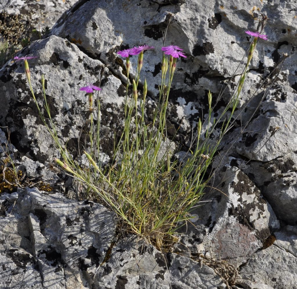 Image of Dianthus gracilis specimen.